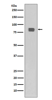 HSF1 (Phospho-Ser326) Rabbit mAb Antibody