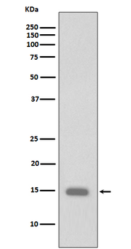 Histone H3 (Phospho-Ser10) Rabbit mAb Antibody