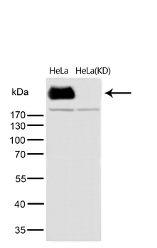 DNA PKcs (Phospho-Ser2056) Rabbit mAb [KD Validated] Antibody