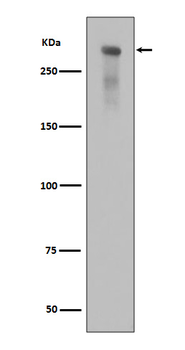 DNA PKcs (Phospho-Ser2056) Rabbit mAb [KD Validated] Antibody