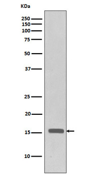Histone H3 (Phospho-Thr3) Rabbit mAb Antibody