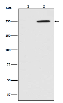 GCN2 (Phospho-Thr899) Rabbit mAb Antibody