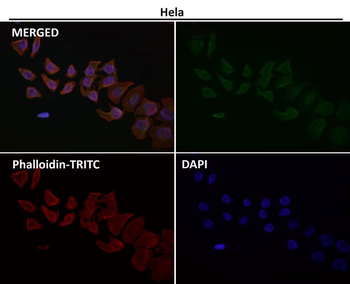 Cytokeratin-20 Antibody