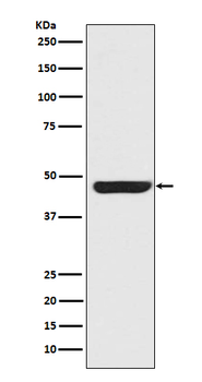 Cytokeratin-20 Antibody