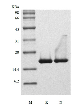 Recombinant Human Interleukin-36 beta, 153a.a.