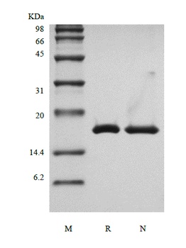 Recombinant Human Interleukin-36 beta, 157a.a.