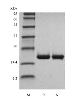 Recombinant Human Interleukin-36 alpha, 153a.a.