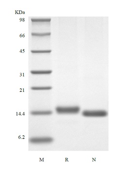 Recombinant Human Interleukin-22