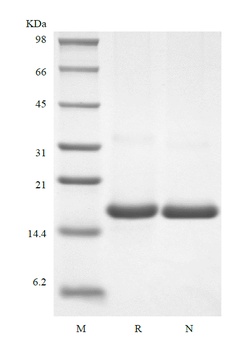 Recombinant Human Interleukin-20