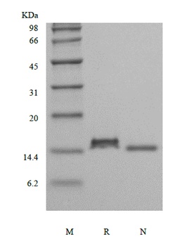 Recombinant Human Interleukin-9