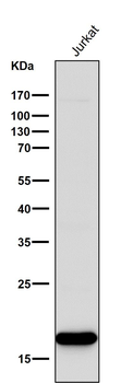 CD3 zeta Rabbit mAb Antibody