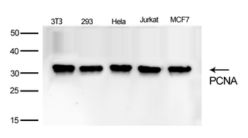 PCNA Rabbit mAb Antibody