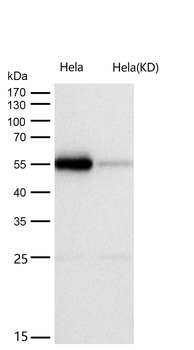PRD Rabbit mAb [KD Validated] Antibody