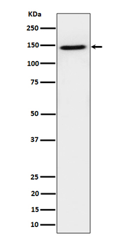 TAF3 Rabbit mAb Antibody