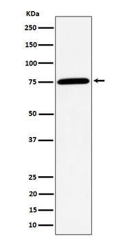 PPM1G Rabbit mAb [KD Validated] Antibody