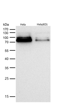 PPM1G Rabbit mAb [KD Validated] Antibody