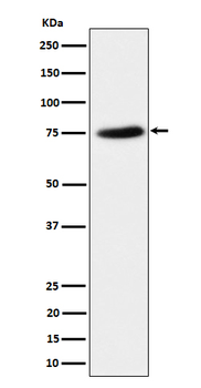 PPM1G Rabbit mAb [KD Validated] Antibody
