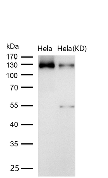 TRIM24 Rabbit mAb [KD Validated] Antibody