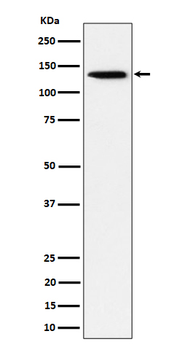 TRIM24 Rabbit mAb [KD Validated] Antibody