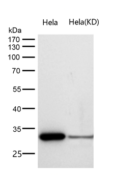 TSFM Rabbit mAb [KD Validated] Antibody