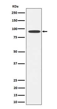 Glyt2 Rabbit mAb Antibody