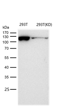KIF5B Rabbit Monoclonal Antibody