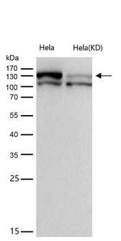 CYFIP1 Rabbit mAb [KD Validated] Antibody
