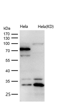 Cip4 Rabbit mAb [KD Validated] Antibody