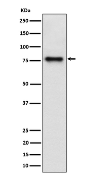 Cip4 Rabbit mAb [KD Validated] Antibody