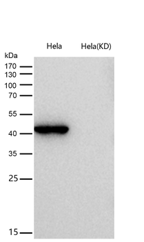 ENDOGL1 / ENGL Rabbit mAb [KD Validated] Antibody