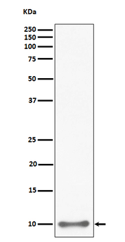 UFM1 Rabbit mAb Antibody