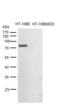 CRTC3 Rabbit mAb [KD Validated] Antibody