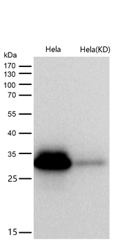 C1QBP Rabbit mAb [KD Validated] Antibody