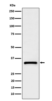 C1QBP Rabbit mAb [KD Validated] Antibody