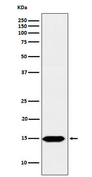 Histone H3 (formyl K122) Rabbit mAb Antibody
