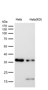 QK1 Rabbit mAb [KD Validated] Antibody