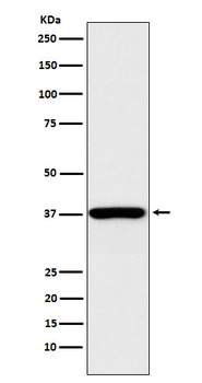 QK1 Rabbit mAb [KD Validated] Antibody