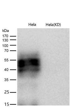 CD147 Rabbit mAb [KD Validated] Antibody