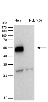 TEAD1 Rabbit mAb [KD Validated] Antibody