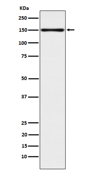 CLSTN1 Rabbit mAb [KD Validated] Antibody