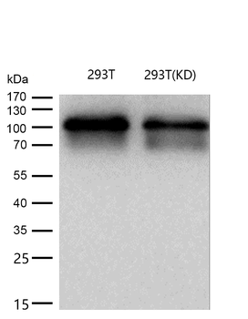 HSF1 Rabbit mAb [KD Validated] Antibody
