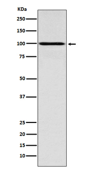 IFNGR1 Rabbit mAb Antibody
