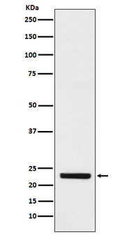 HB EGF Rabbit Monoclonal Antibody