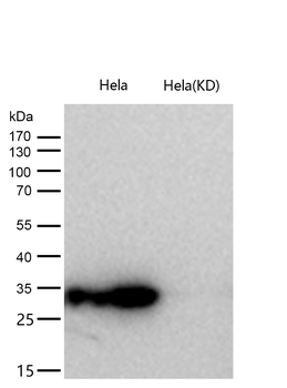 Syntenin Rabbit mAb [KD Validated] Antibody