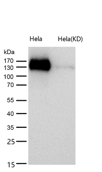 DIAPH1 Rabbit mAb [KD Validated] Antibody