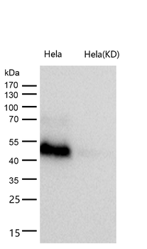 Retinoid X Receptor alpha Rabbit mAb [KD Validated] Antibody