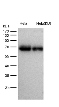 p60 CAF1 Rabbit mAb [KD Validated] Antibody