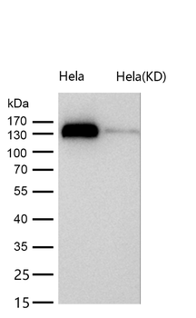 p150 CAF1 Rabbit mAb [KD Validated] Antibody