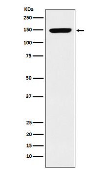 p150 CAF1 Rabbit mAb [KD Validated] Antibody