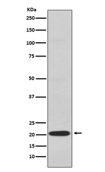 CD3G Rabbit mAb Antibody